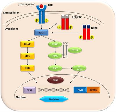 Update on Fundamental Mechanisms of Thyroid Cancer